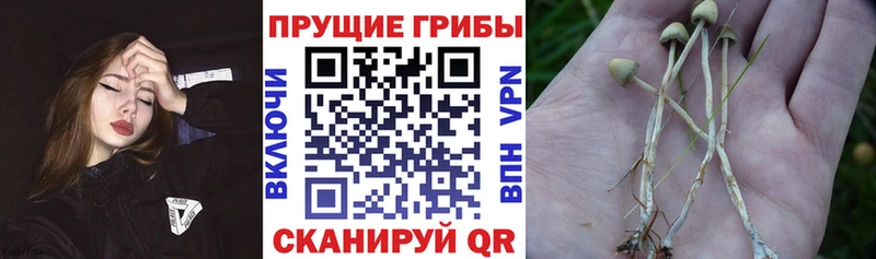 Галлюциногенные грибы MAGIC MUSHROOMS  Нефтекамск 